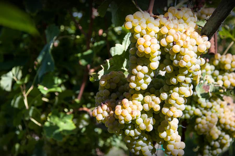 Red Grapes”: aroma del mes de Boles d'Olor con 25% de descuento. - Garden  Catalunya Plants (Sant Vicenç dels Horts, Barcelona)